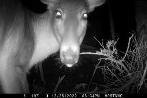 December 2022 Trail cam videos!