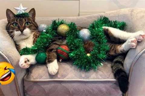 BEST WAY TO START A BEAUTIFUL YEAR!! 😂The Best Funny Cat Videos!😸