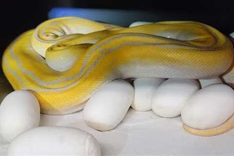 First Eggs of the Year!! Reticulated Pythons!