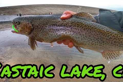 FIRST CATCHES OF 2023 | TROUT FISHING @CASTAIC LAKE CA | DROPSHOT RIG | #socaltroutfishing 🎣🦁👍🏼