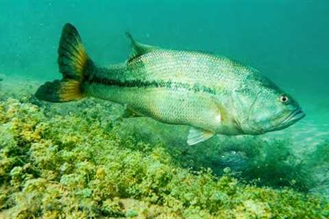 How To Catch Bass With Plastic Worms! **AMAZING UNDERWATER FOOTAGE**