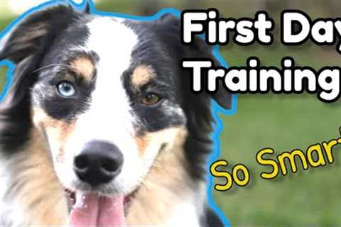 How to Train New Australian Shepherd! | First Lesson Amazing Results! | Obedience Training Aussie