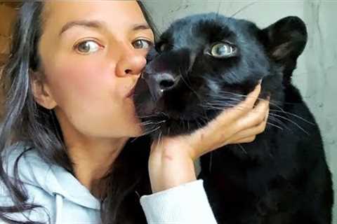 15 Cute Exotic Animals You Can Own as Pets !