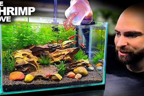 The Shrimp Cove: New Neocaridina Nano Tank For Freshwater Cherry Shrimp (Aquascape Tutorial)