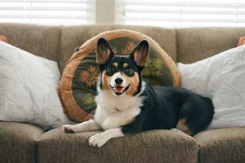 Here are some tips to clean every type of couch