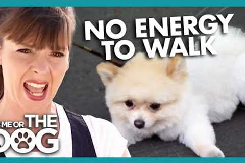 Tiny Pomeranian Freezes on Walks | It's Me or The Dog