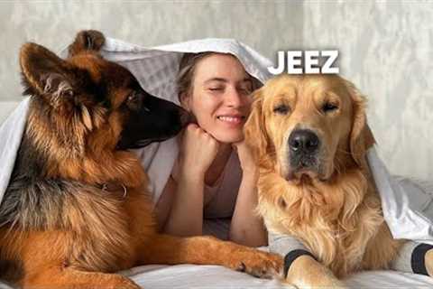 My Dogs Best Reactions | Funny Dog Videos - Part 2