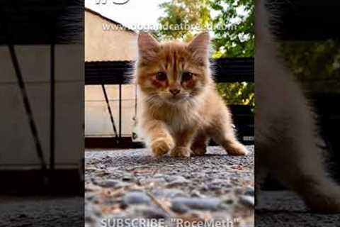 3 reasons why your cat is shaking #shorts