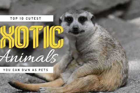 Top 10 Cutest Exotic Animals You Can Own as Pets