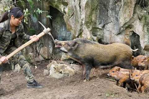 Herd of Wild Boars in a Trap - Surprised to See the Camera From the Previous Day, Part 2