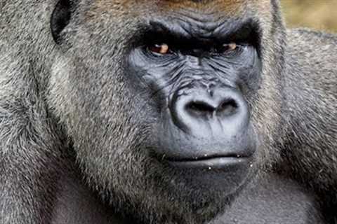 Machine Learning 101: Understanding the Basics and Real-world Applications By the Ai Gorillas