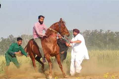 HORSE RACE OF FULL SEASON