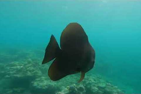 Scuba Diving at Furaveri Maldives