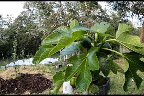 Food Forest Installation. Natural Farming &amp; Permaculture Techniques for polyculture farm and..