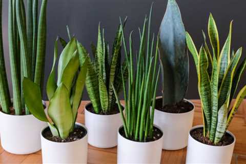 Six Easy Steps to Potting a Snake Plant
