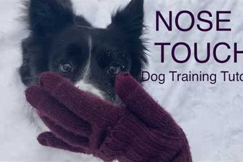 DOG TRAINER'S TIP: Nosetouch tutorial using shaping method of dog training