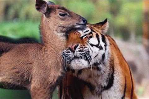 You won't believe the friendship between these two unlikely animals