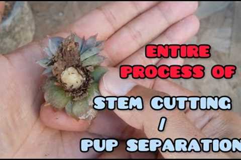 || ENTIRE PROCESS OF STEM CUTTING / PUP SEPARATION || SUCCULENT CARE TIPS ||