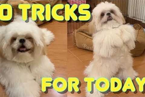Shih tzu Puppy Performs 10 Tricks as He Turns 10 Months Old ( Cute &amp; Funny Dog Video)