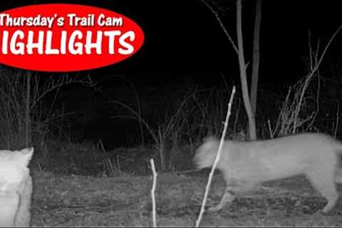 Pair of Prowling Bobcats, Herd of Deer, and a Good Mouser: Thursday's Trail Cam Highlights: 1.19.23