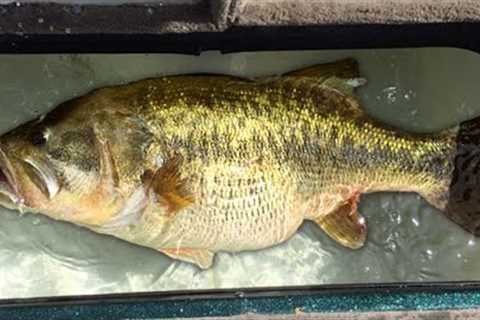 This STUDY Changes EVERYTHING We Know About BASS FISHING