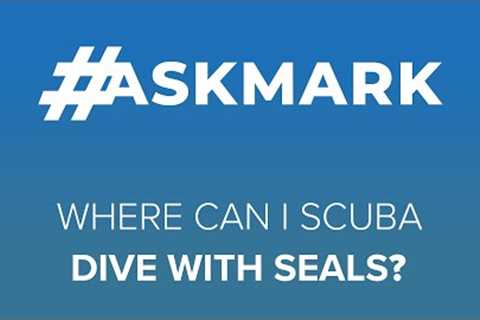 Where's the Best Place to Scuba Dive With Seals? #askmark #scuba #seals
