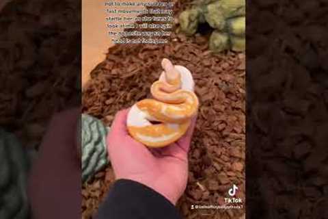 Are Ball Python Bites Really That Bad!? #ballpython #pets #pet #snake #snakes #reptile #reptiles