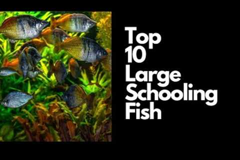 Top 10 BEST Large Schooling Fish For Freshwater Aquariums 🐟