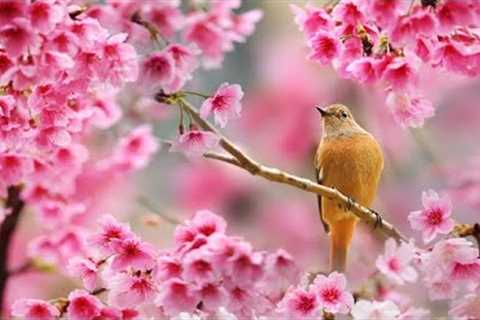 Relaxing Spa Music 24hours - Stress Relief Music, Relaxation Music, Massage Music, Sleep Music 36