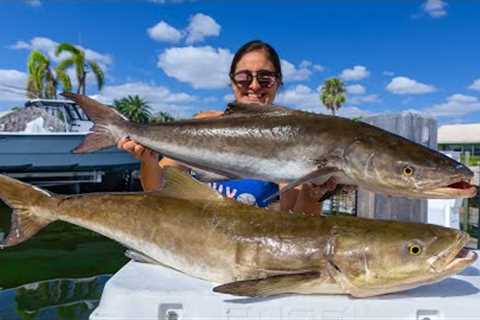 BIG COBIA! Catch, Clean, and Cook! Delicious Fish Chowder!
