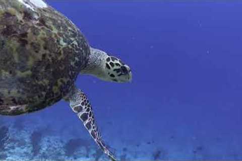 Tour Guanacaste - Scuba Diving Catalinas Islands