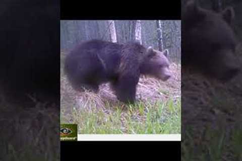 Trail camera in the woods: Big bear