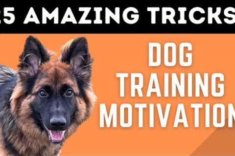 The POWER of Positive Dog Training! (25 AMAZING DOG TRICKS!)