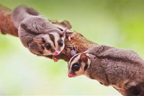 12 Cutest Exotic Pet In The World