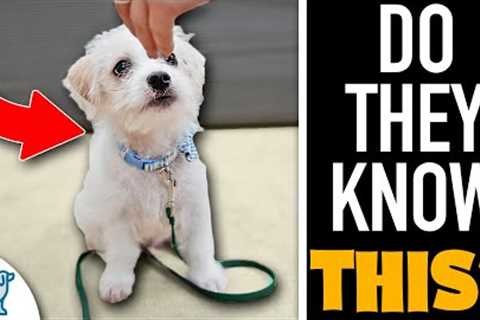 The FIRST 3 Things Your Puppy NEEDS To Learn!