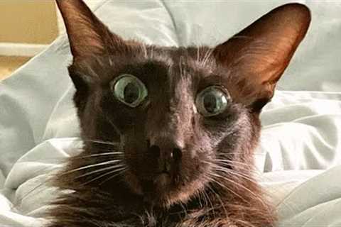 Judgmental cat has no patience for misbehavior