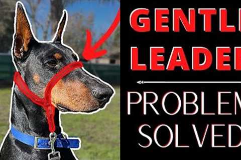 Dog makes the mistake of interrupting Beckman; gets free Gentle Leader lesson in front of class.
