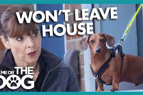 LOCKDOWN Puppy Scared To Go on Walks | It's Me or The Dog
