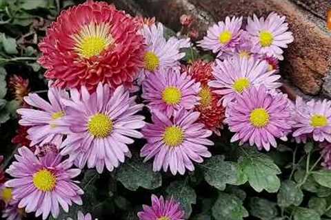 Flowers | gardening ideas for home | gardening