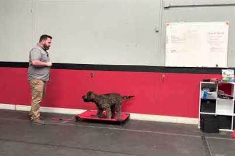 How to teach the “place” command for dog training