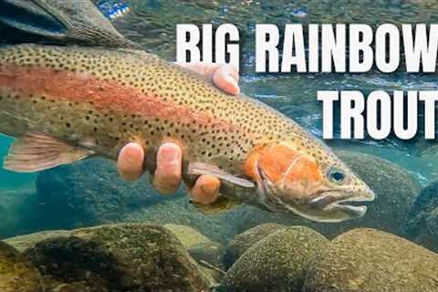 Fly Fishing for Rainbow Trout in a Gin-Clear River