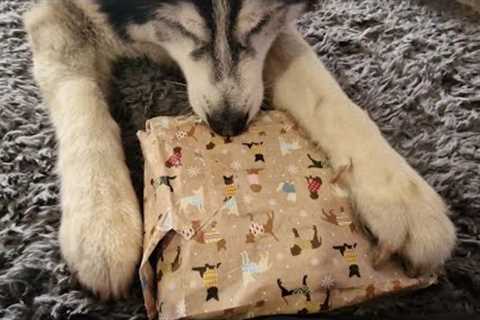 Sherpa's Christmas Gifts Unboxing