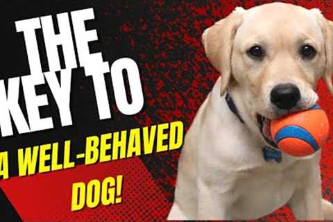 Dog Training 101: How To Encourage GOOD Behaviors In Any Dog!