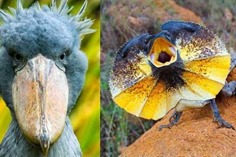 5 Most Exotic Animals In Australia | Rare Animals You Didn't Know About ▶ 1