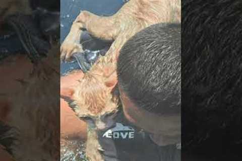 Navy Officer Immediately Jumps Into Water After Spotting This #shorts
