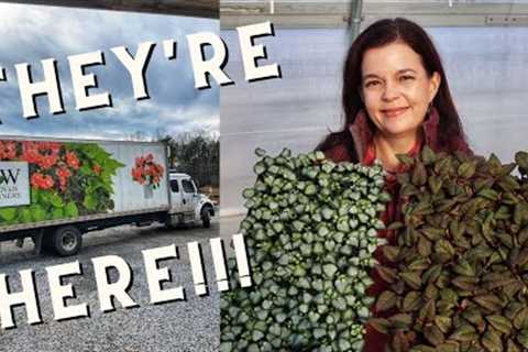 Proven Winners Annuals Arrive | Gardening with Creekside
