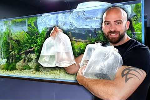 NEW FISH ADDED to 4ft ANGELFISH AQUARIUM | MD FISH TANKS