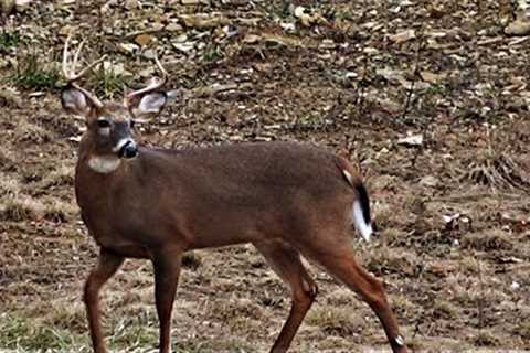 DEER HUNTING RIFLE SEASON PENNSYLVANIA - Extra Footage + BIG BUCK TRAIL CAM PHOTOS - John &amp;..