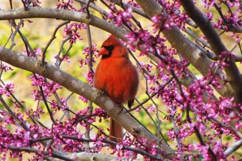 10 Types of Flowering Trees