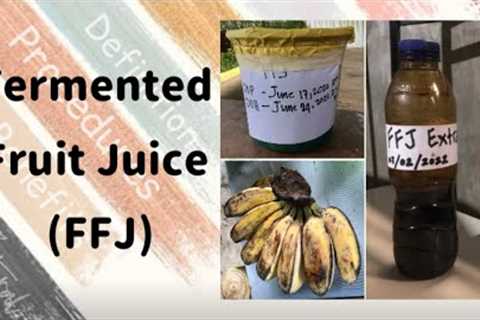 How To Make Fermented Fruit Juice (FFJ)? | Easy Steps